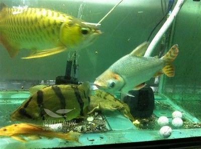 家里養金龍魚是什么條件的（養殖金龍魚需要注意什么）