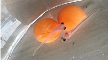 紅龍魚繁殖成功案例分享：新加坡紅龍魚人工繁殖技術