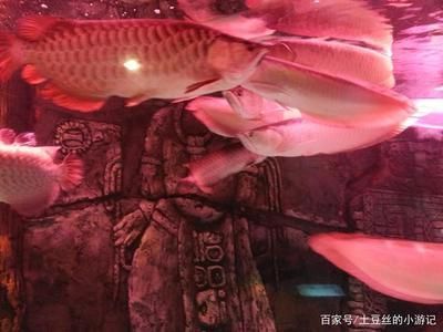 如龍魚(yú)燈光太亮應(yīng)該怎么處理（如何處理龍魚(yú)燈光太亮的問(wèn)題）