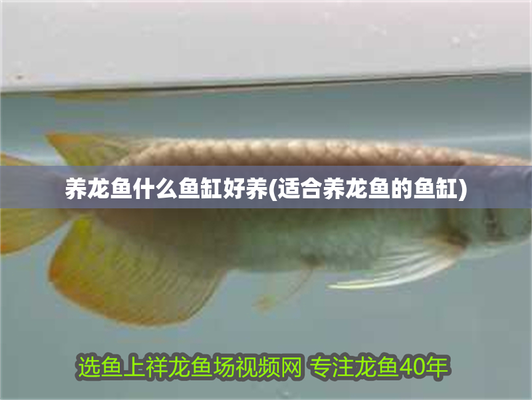 龍魚魚缸十大排名
