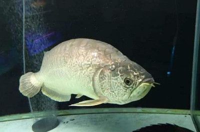 加青霉素對龍魚有傷害嗎【加青霉素對龍魚健康有傷害嗎】