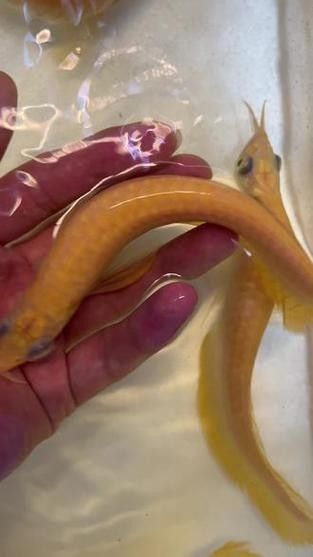 黃化銀龍魚多少錢一條啊圖片大全