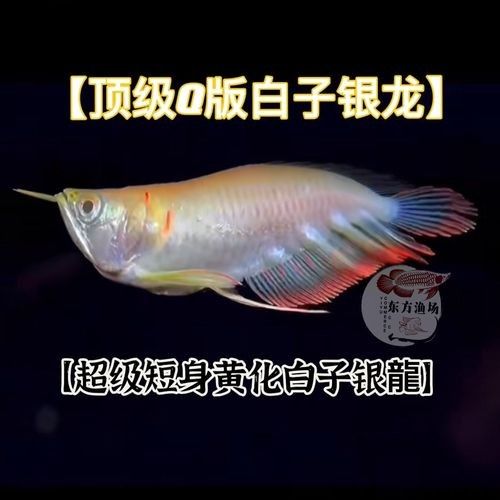 黃化銀龍魚多少錢一條啊圖片大全