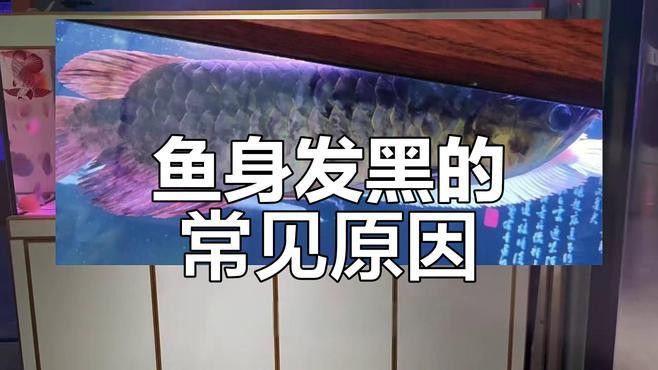 如何預(yù)防龍魚(yú)鱗片再次發(fā)黑？ 如何預(yù)防龍魚(yú)鱗片再次發(fā)黑？ 龍魚(yú)百科 第3張