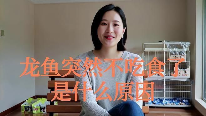 龍魚突然不吃食了怎么回事