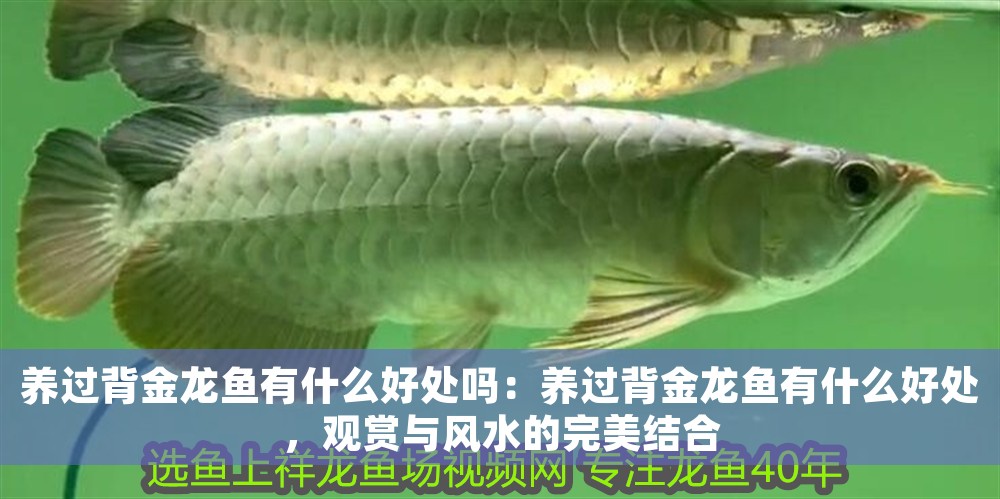 養(yǎng)過背金龍魚有什么好處嗎：養(yǎng)過背金龍魚有什么好處，觀賞與風(fēng)水的完美結(jié)合