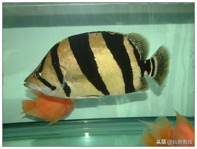 龍魚清道夫混養（龍魚與清道夫可以混養嗎？）