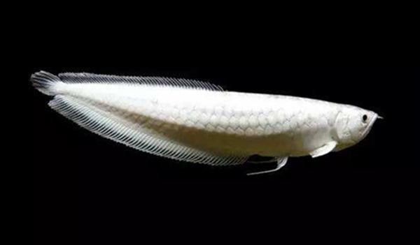 長的像銀龍魚的是什么魚類 長的像銀龍魚的是什么魚類 龍魚百科 第3張