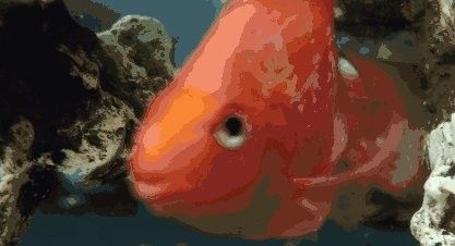 長的像銀龍魚的是什么魚類 長的像銀龍魚的是什么魚類 龍魚百科 第4張