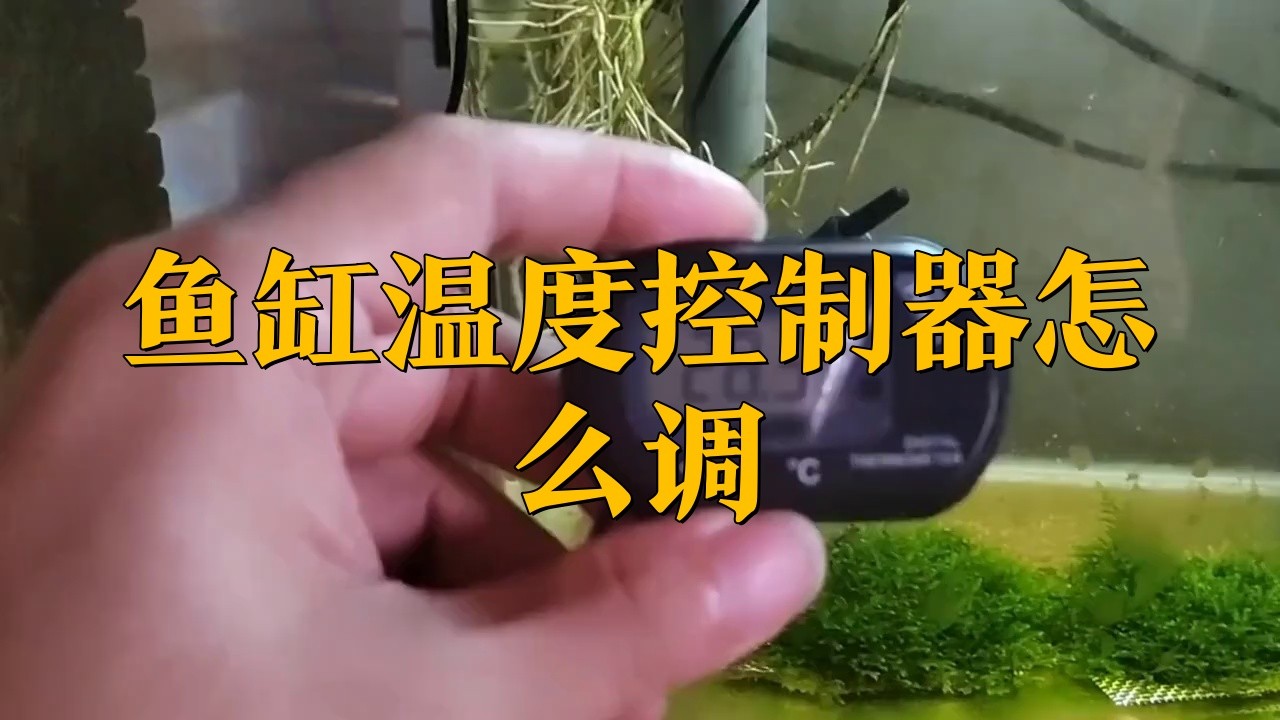 如何設置龍魚缸的溫控系統
