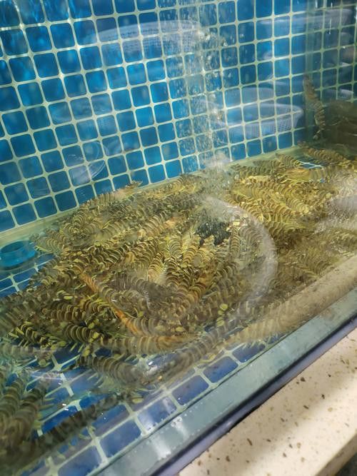 金龍魚上色期間需要喂什么食物？
