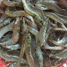 金龍魚上色期間需要喂什么食物？