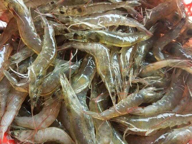 金龍魚上色期間需要喂什么食物？