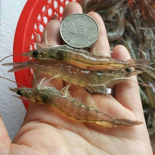 金龍魚上色期間需要喂什么食物？
