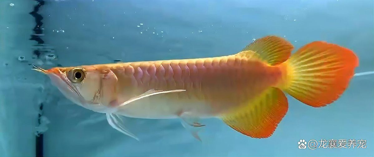 120×60魚缸需要多大的過濾系統(tǒng)？