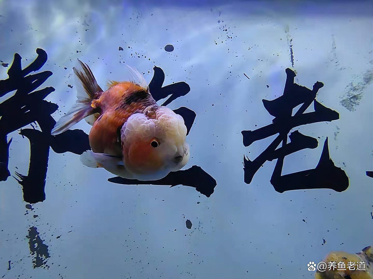 120×60魚缸需要多大的過濾系統(tǒng)？
