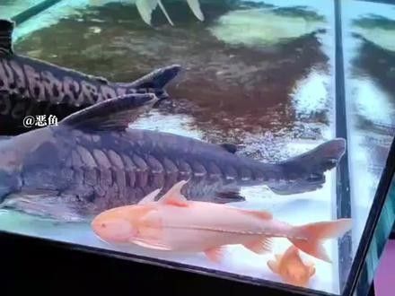 黃金河虎和龍魚混養(yǎng)會(huì)不會(huì)打架