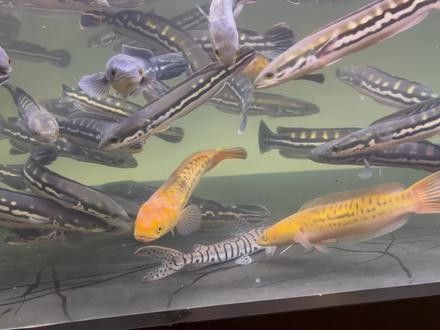 黃金河虎和龍魚混養(yǎng)會(huì)不會(huì)打架