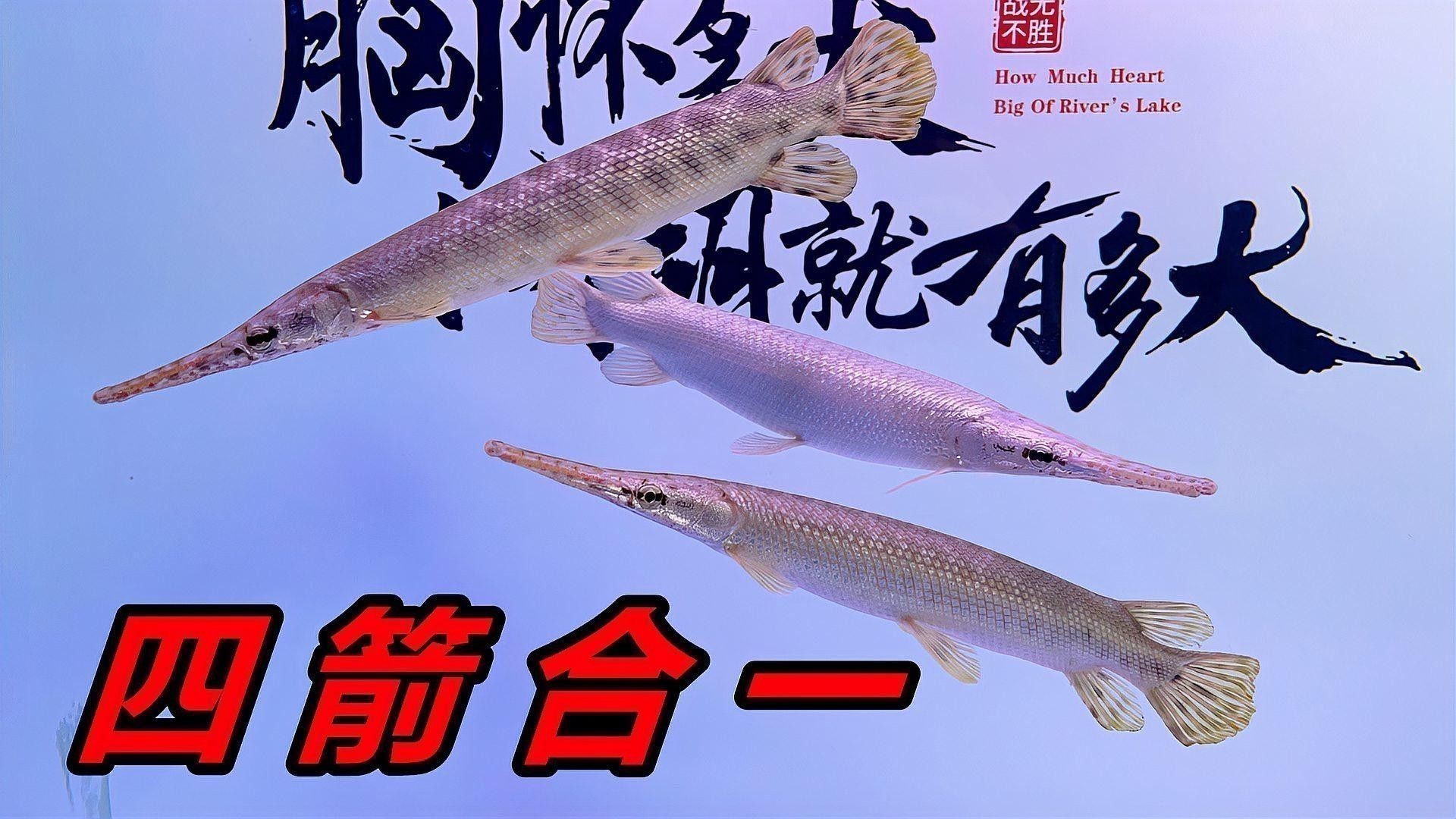 黃金河虎和龍魚混養會不會打架