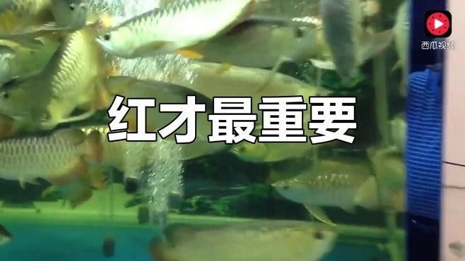 黃金河虎和龍魚混養(yǎng)會(huì)不會(huì)打架