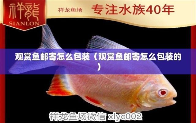 龍魚寄快遞怎么包裝？：如何快速檢測運輸水質