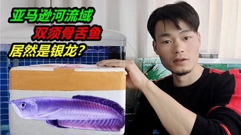 玉面皇冠可以和銀龍魚混養嗎視頻（沒有找到關于“玉面皇冠可以和銀龍魚混養嗎”的相關信息）