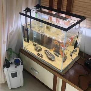 紅龍魚背景用什么顏色好看圖片大全大圖高清（紅龍魚背景用什么顏色好看圖片大全大圖高清版）