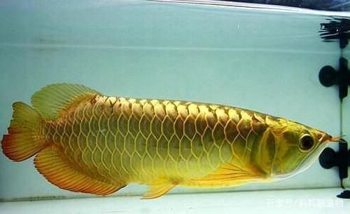 如何讓金龍魚增色（金龍魚的顏色變化與環境因素和飼料質量有很大關系）