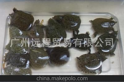龍魚是否可以喂甲魚苗（龍魚可以喂甲魚苗嗎）