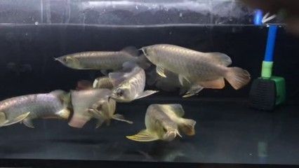 金頭龍魚黑缸養還是白缸養好