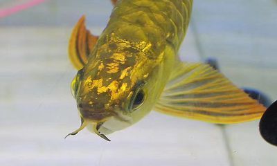 金頭龍魚黑缸養還是白缸養好