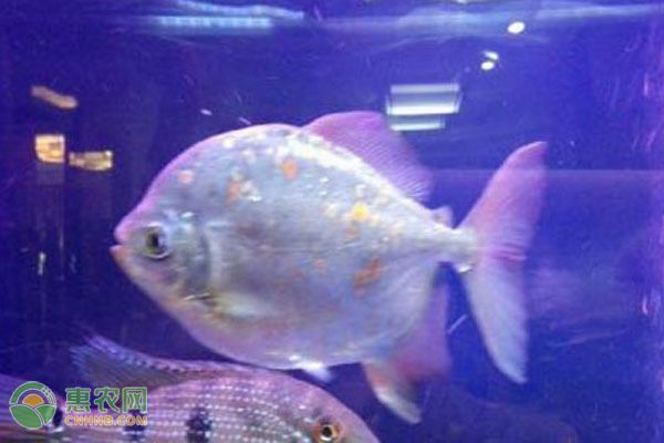 銀版魚(yú)與其他魚(yú)類比較：銀版魚(yú)與其他魚(yú)類的一些比較