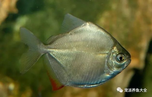 銀版魚(yú)與其他魚(yú)類比較：銀版魚(yú)與其他魚(yú)類的一些比較