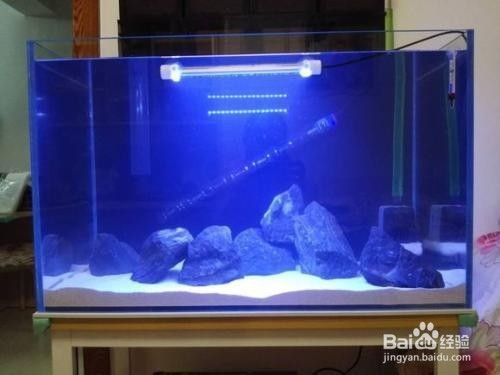 紅龍魚眼睛里有白色物體像蟲子怎么回事（紅龍魚眼睛里有白色物體像蟲子怎么回事啊）