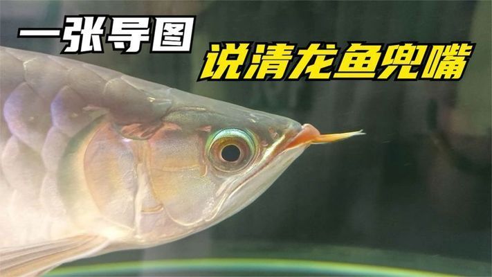 龍魚兜嘴照片：關于龍魚兜嘴的一些照片