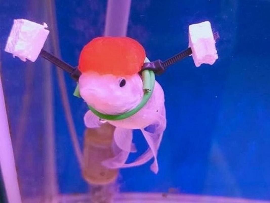 金龍魚翻身的原因是什么？