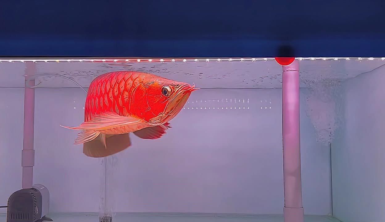 紅龍魚打什么燈好看又好養的建議紅龍魚打什么燈好看又好養（紅龍魚打什么燈好看又好養的建議）