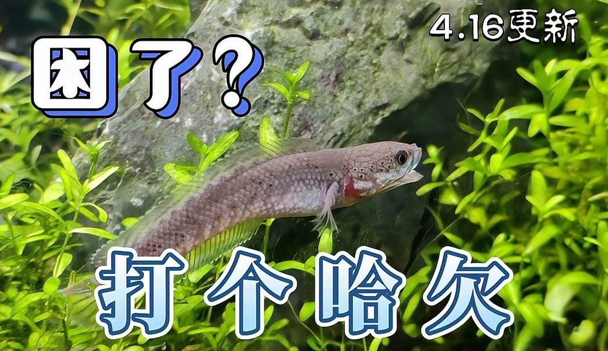 雷龍魚會不會撐死（雷龍魚在正常飼養(yǎng)條件下是否會被撐死）