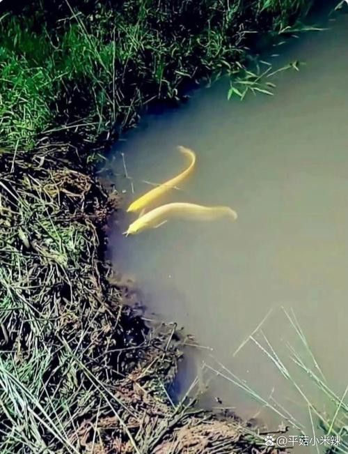 小黃龍魚多少錢一條圖片大全