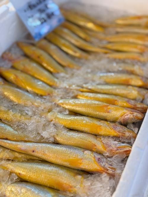小黃龍魚多少錢一條圖片大全
