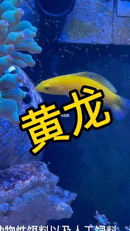 小黃龍魚多少錢一條圖片大全