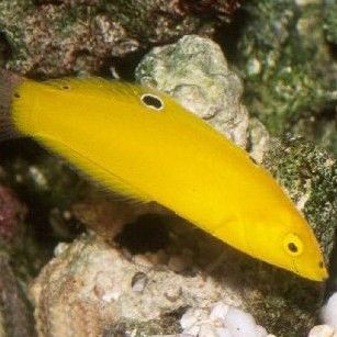 小黃龍魚多少錢一條圖片大全