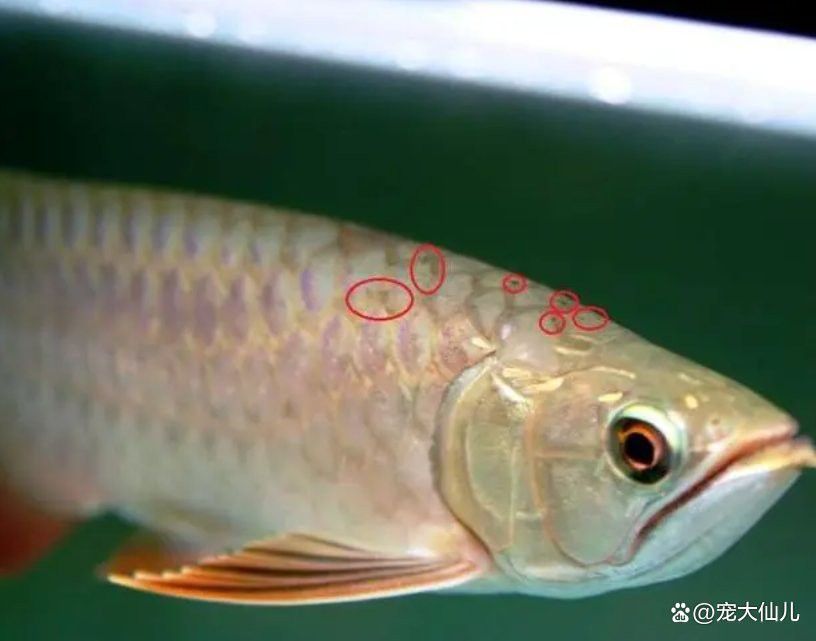 如何預防紅龍魚感染外寄？