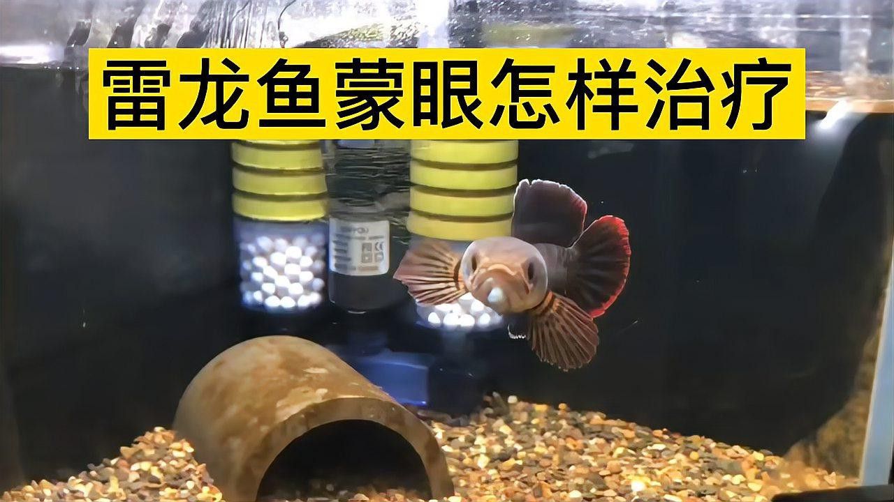如何判斷龍魚蒙眼是否嚴重？