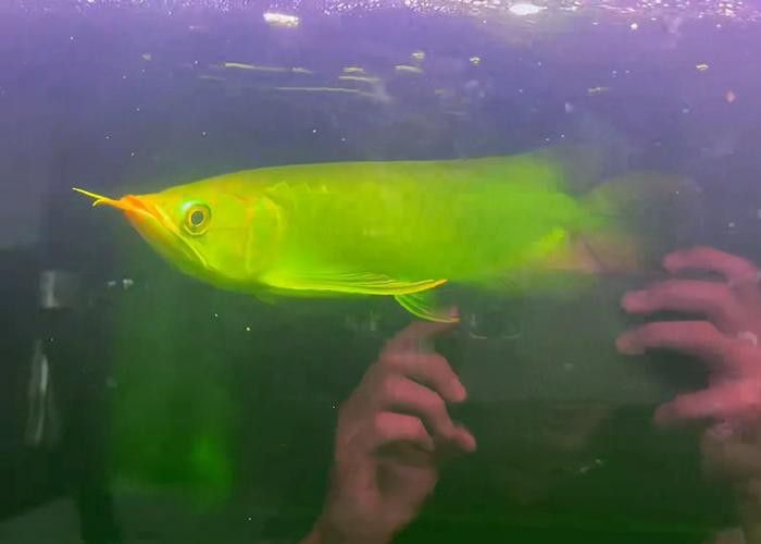 如何辨別綠皮紅龍魚(yú)的品種和品相？