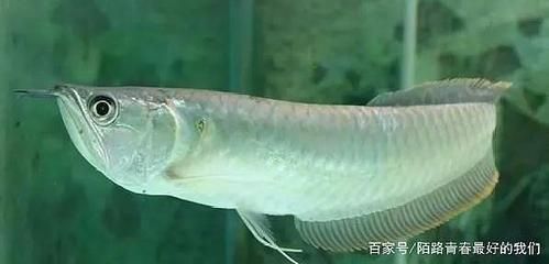 銀龍魚下顎比上顎長的長正常嗎（銀龍魚的下顎比上顎長是其正常的生理特征）