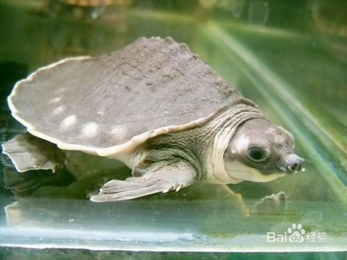 龍魚打架沉頭是什么原因：如何判斷龍魚水質問題