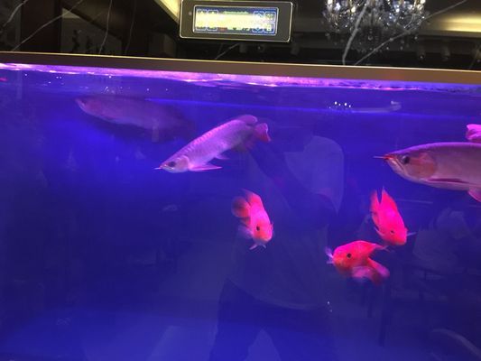 龍魚打架沉頭是什么原因：如何判斷龍魚水質問題