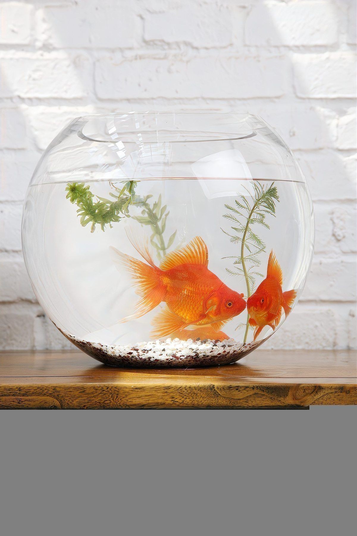 新缸消毒后多久可以養(yǎng)龜增色龍魚？