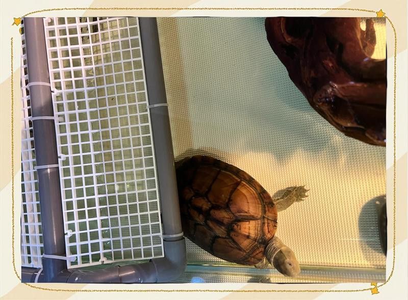 新缸消毒后多久可以養(yǎng)龜增色龍魚？